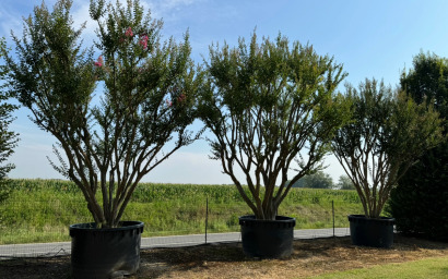 Lagerstroemia indica